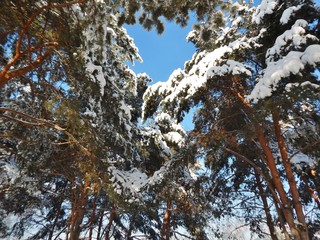 pine covered with snow, a branch of a tree in a winter forest on a blue sky