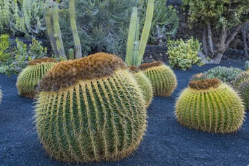 Foto op Aluminium Cactus garden in Guatiza village, Lanzarote, Canary Islands, Spain  © vitaprague