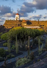 Poster Cactus garden in Guatiza village, Lanzarote, Canary Islands, Spain  © vitaprague