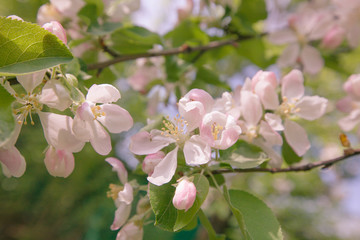 Spring, Apple blossoms, Pink Flowers sunlight Retro Pastel