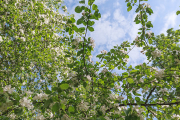Fototapeta na wymiar Spring, Trees Apple blossoms, White, Pink Flowers sunlight 