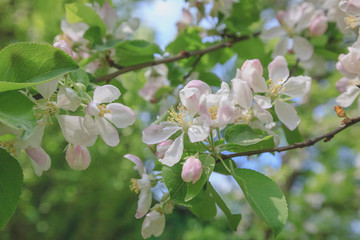 Spring, Apple blossoms, White, Pink Flowers sunlight Retro Pastel