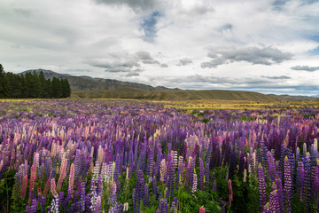 A view to New Zealand mountains with field of wild lupines on foreground