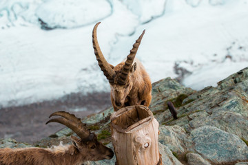 Wild goats in the mountain