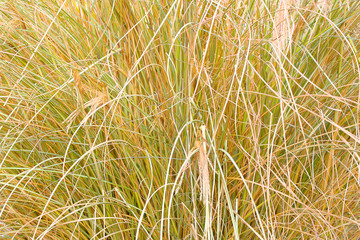 Reed stalks wallpaper. Grass straw background. Grass close up texture background.