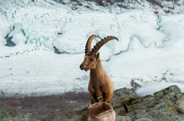 Wild goats in the mountain