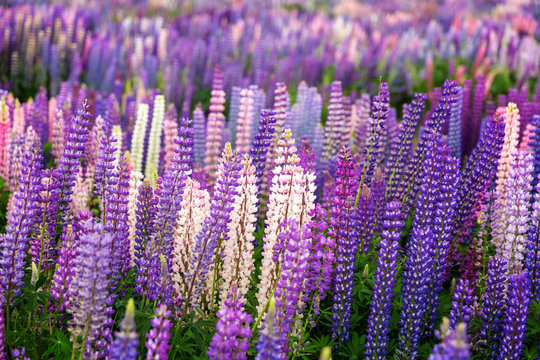 Field of wild lupins in New Zealand