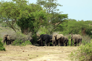 Wilde Elefanten Herde in Uganda Afrika