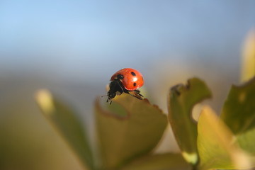 Marienkäfer auf Blatt