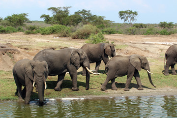 Wilde Elefanten Herde in Uganda Afrika