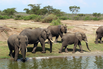 Fototapeta premium Wilde Elefanten Herde in Uganda Afrika