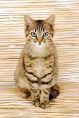 Gitigerte Katze auf getigertem Hintergrund