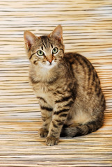 Naklejka premium Junge getigerte Katze