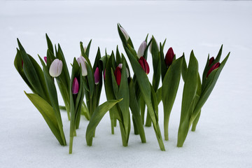 Tulips on a sunny day on the snow