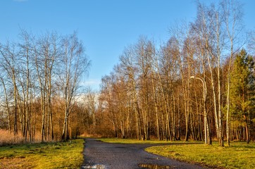 Colorful morning landscape. Gravel road in a beautiful park.