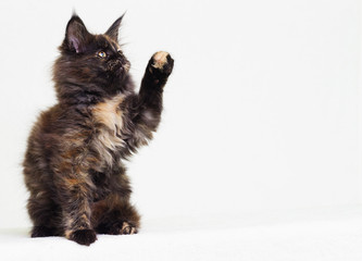 Fototapeta premium tri-color kitten of maine coon on white background