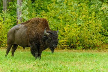 Wood bison (Bison bison athabascae) around the border between British Columbia and Yukon Territory, Canada
