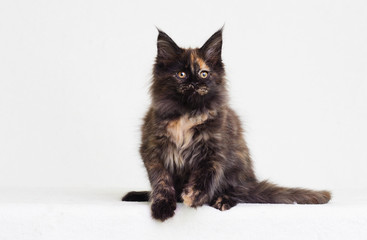 tri-color kitten of maine coon on white background