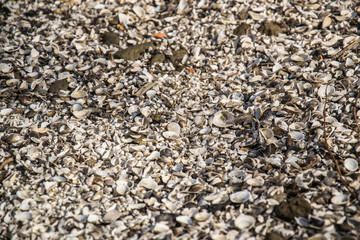 Shells on the Danube River