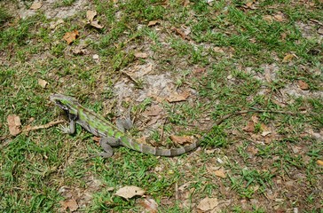 A green iguana with a striped tail on the grass in St John, US Virgin Islands