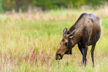 Moose (Alces alces) in Yukon Territory, Canada