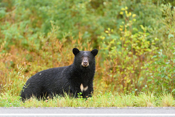 American black bear (Ursus americanus) in its natural habitat