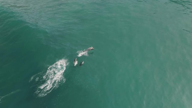 Aerial shot of dolphpins swimming and jumping out of the ocean water very playfully. Camera turns right to follow the dolphins splashing.