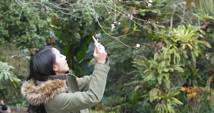 Woman taking photo on the flower at the forest