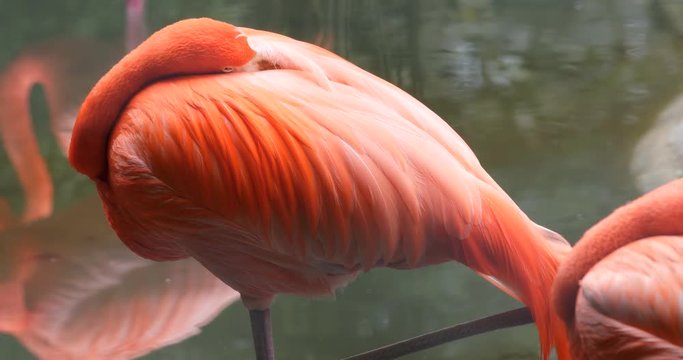 Pink flamingos in natural