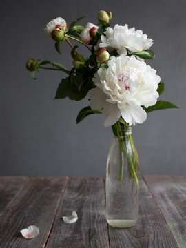 Beautiful white peony flowers in a vase on grey wooden table with copy space for your text. Spring peonies.