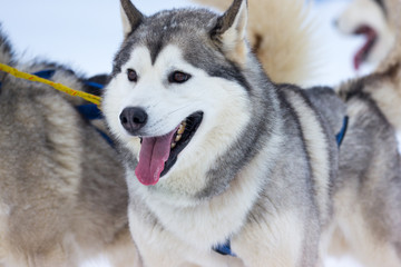 Siberian Huskies in a sled dog race