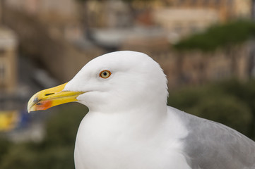 close-up of a seagull posing without fear. Italy