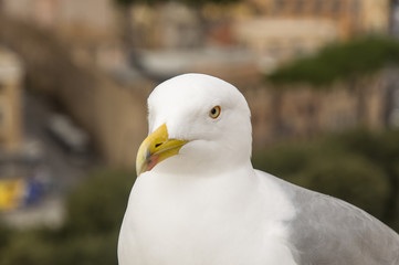 close-up of a seagull posing without fear. Italy