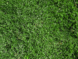 Green grass background texture.