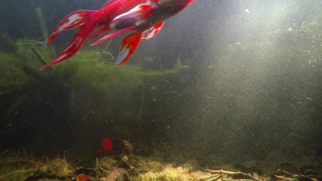 Artificial carp pond. Underwater image of fishes that swims fast arround the camera