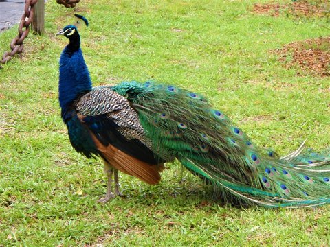 Peacock At Fountain Of Youth Park In St. Augustine