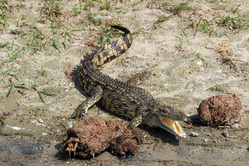 Wildes Krokodil in Uganda Afrika