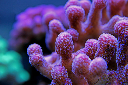 Pink Stylophora sps coral