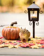 Fall Chipmunk