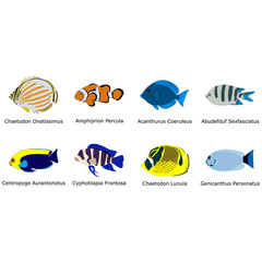 Set of eight colorful tropical fish cartoons with their Latin names - Eps10 vector graphics and illustration