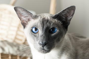 Cat boy with blue Eyes Close Up. Breed of cat Siamese oriental
