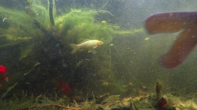 Artificial carp pond. Underwater image of fishes that swim around the pond, with a large white carp in the midle.
