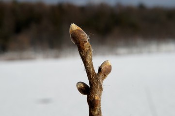 Shagbark Hickory large winter buds
