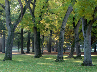 Trees in park