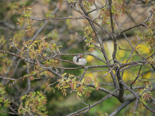 Bird sitting on branch
