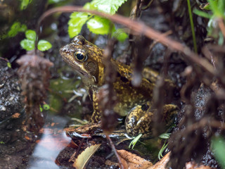 Frog on wet ground