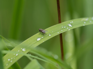 Fly sitting on gras