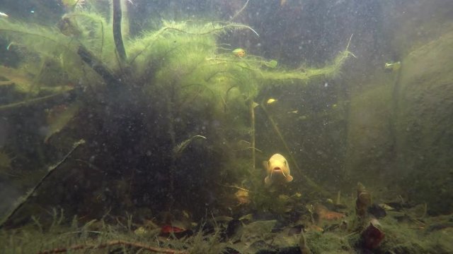 A large white carp in the midle of the image comes in the direction of the camera in an Artificial carp pond. Underwater image of fishes that swims around.