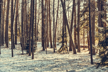 Trees bask in the sun. Winter background