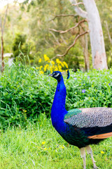 Obraz premium peacock wandering around a suburban street